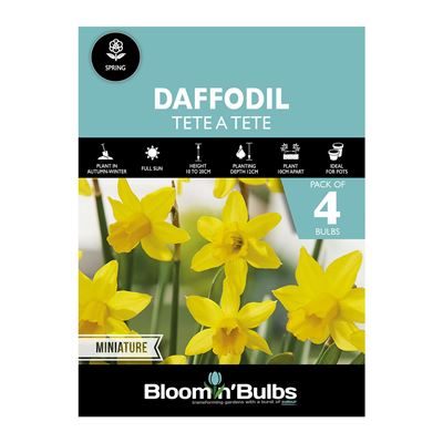 Picture of DAFFODIL TETE A TETE 4pk