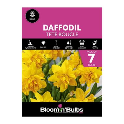 Picture of DAFFODIL TETE BOUCLE 7PK