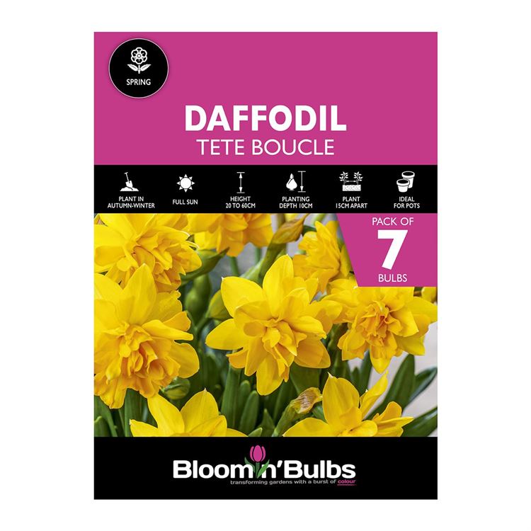 Picture of DAFFODIL TETE BOUCLE 7PK