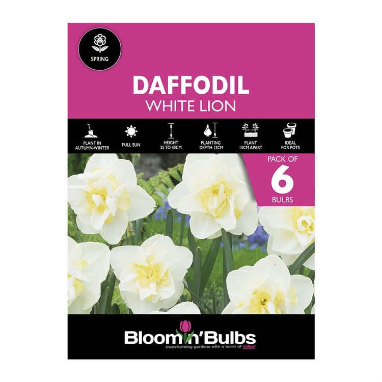 Picture of DAFFODIL WHITE LION 6pk