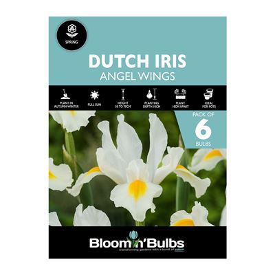 Picture of DUTCH IRIS ANGEL WINGS 6pk