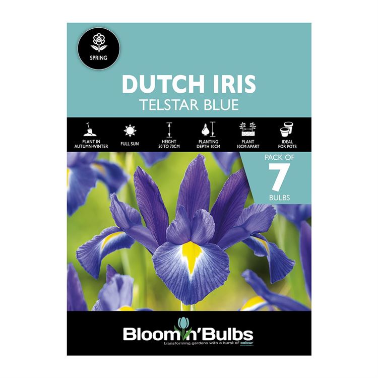 Picture of DUTCH IRIS BLUE 7pk