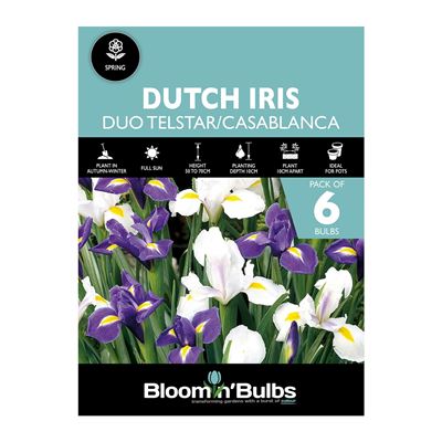 Picture of DUTCH IRIS DUO 6pk