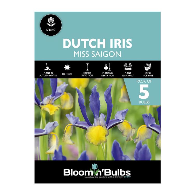 Picture of DUTCH IRIS MISS SAIGON 5PK