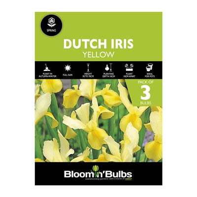 Picture of DUTCH IRIS YELLOW 3PK