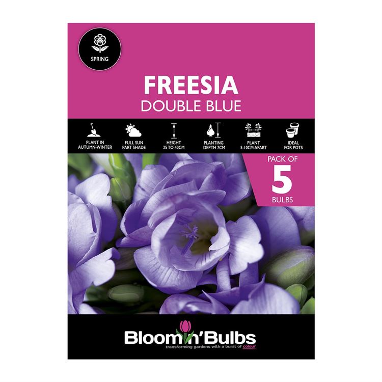 Picture of FREESIA DOUBLE BLUE 5pk