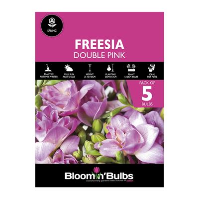 Picture of FREESIA DOUBLE PINK 5PK