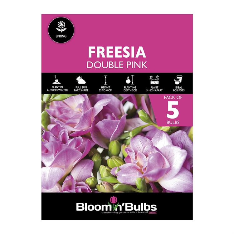 Picture of FREESIA DOUBLE PINK 5PK