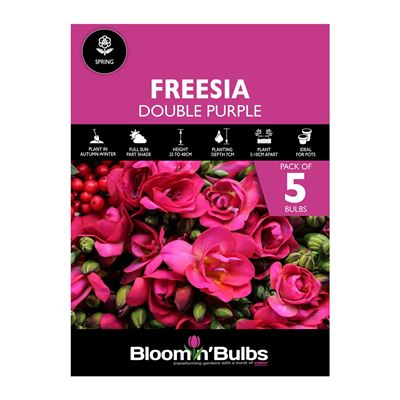 Picture of FREESIA DOUBLE PURPLE 5pk