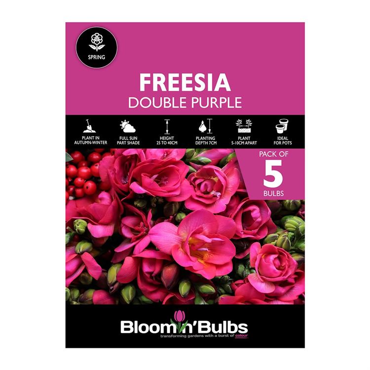 Picture of FREESIA DOUBLE PURPLE 5pk