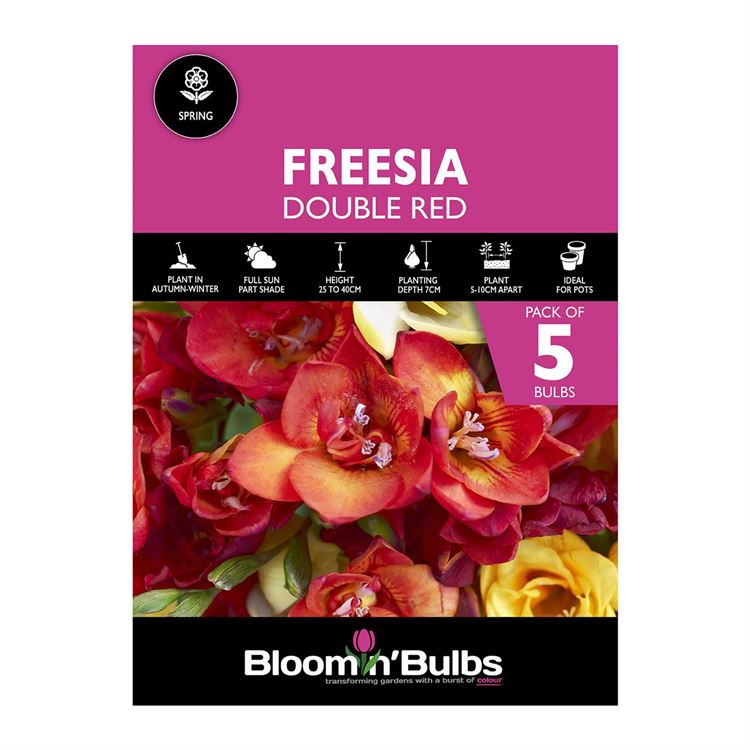 Picture of FREESIA DOUBLE RED 5PK