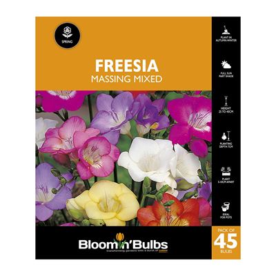Picture of FREESIA MASSING MIXED 45PK