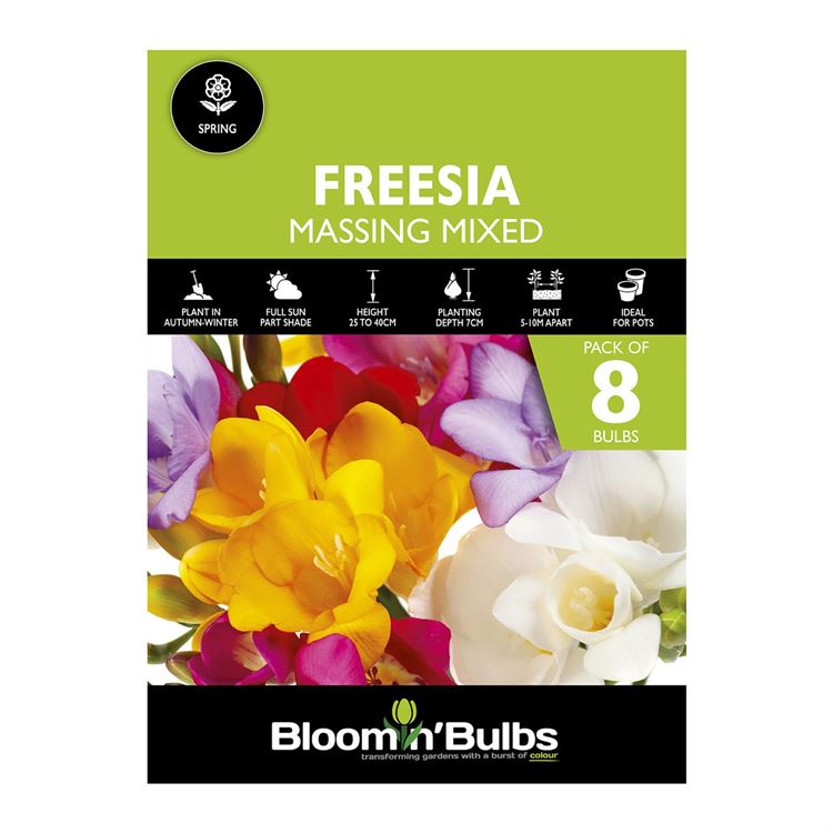 Picture of FREESIA MASSING MIXED 8PK