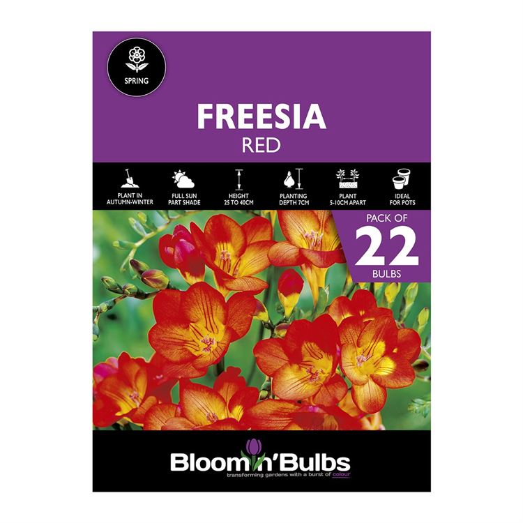 Picture of FREESIA RED 22PK