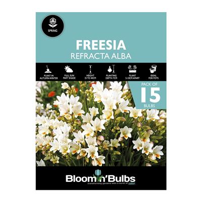 Picture of FREESIA REFRACTA ALBA 15PK