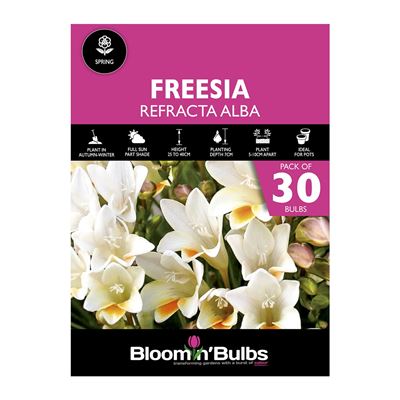 Picture of FREESIA REFRACTA ALBA 30pk