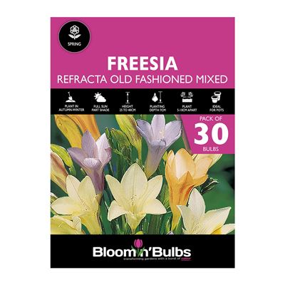 Picture of FREESIA REFRACTA MIXED 30pk