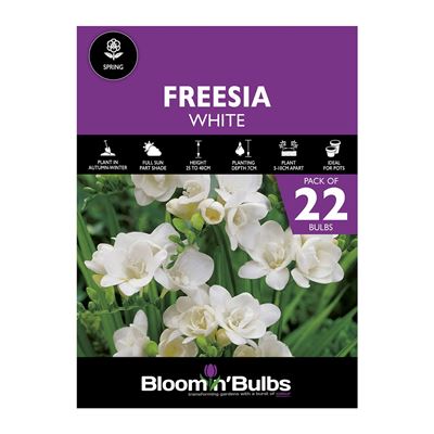 Picture of FREESIA WHITE 22pk