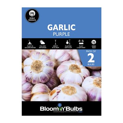 Picture of GARLIC PURPLE 2pk
