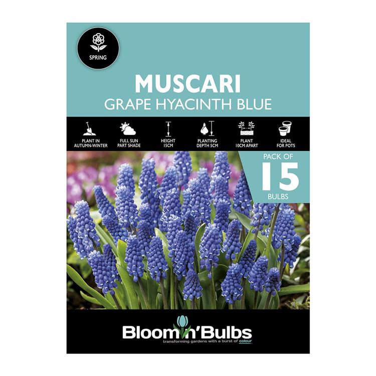 Picture of GRAPE HYACINTH BLUE 15pk