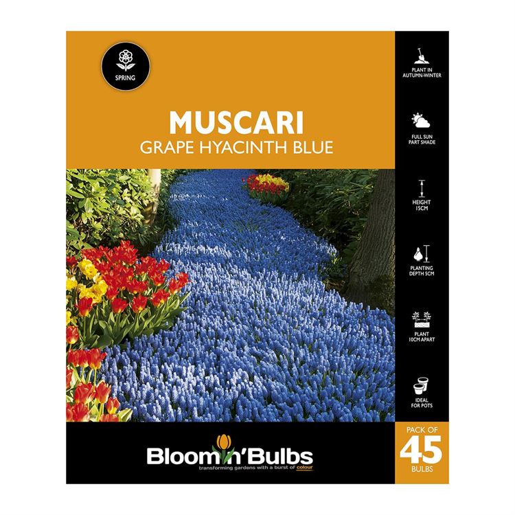 Picture of GRAPE HYACINTH BLUE 45PK