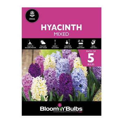 Picture of HYACINTH COMBO MIXED 5pk