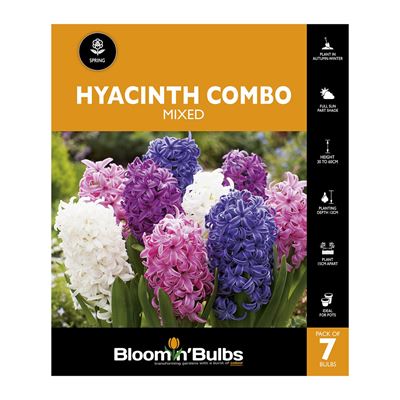 Picture of HYACINTH COMBO MIXED 7PK
