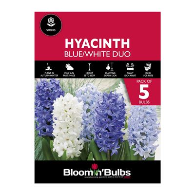 Picture of HYACINTH DUO - BLUE & WHITE 5pk