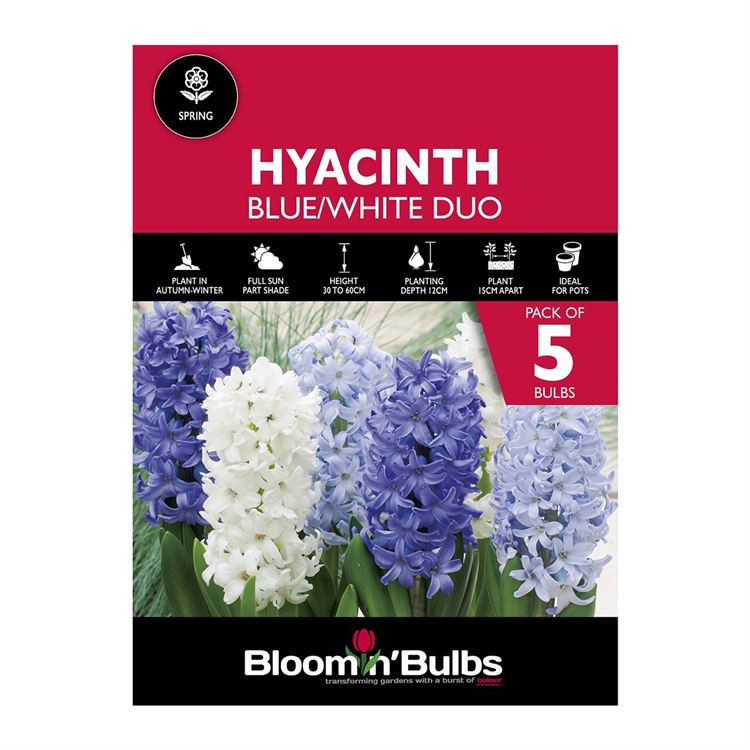 Picture of HYACINTH DUO - BLUE & WHITE 5pk