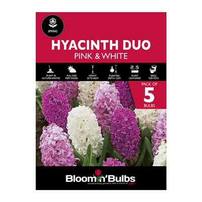 Picture of HYACINTH DUO - PINK & WHITE 5pk