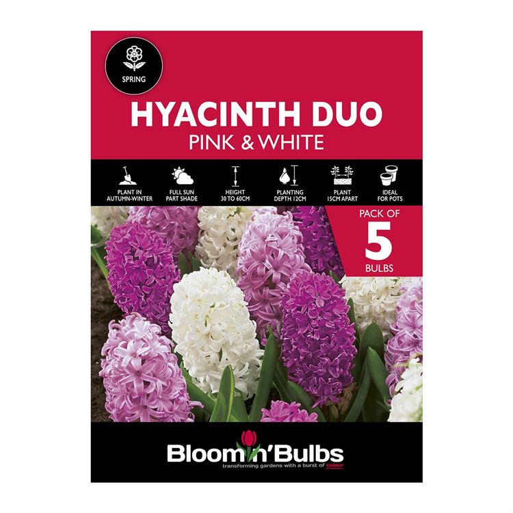 Picture of HYACINTH DUO - PINK & WHITE 5pk