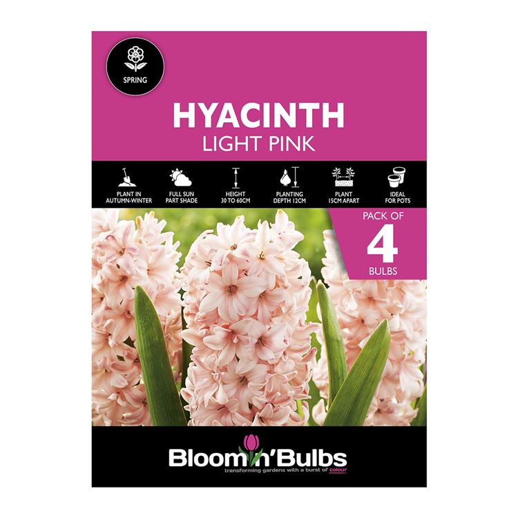 Picture of HYACINTH LIGHT PINK 4pk