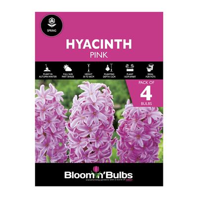 Picture of HYACINTH PINK 4pk