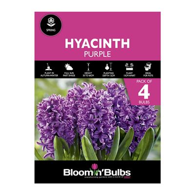 Picture of HYACINTH PURPLE 4pk