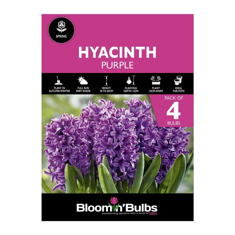 Picture of HYACINTH PURPLE 4pk