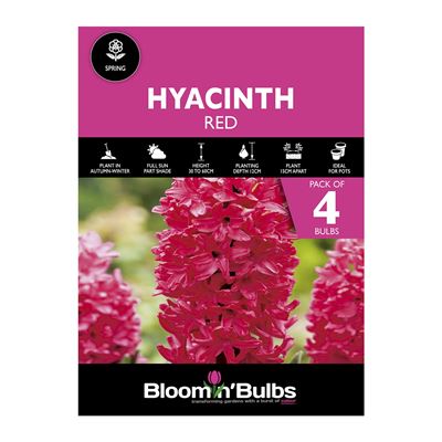Picture of HYACINTH RED 4pk