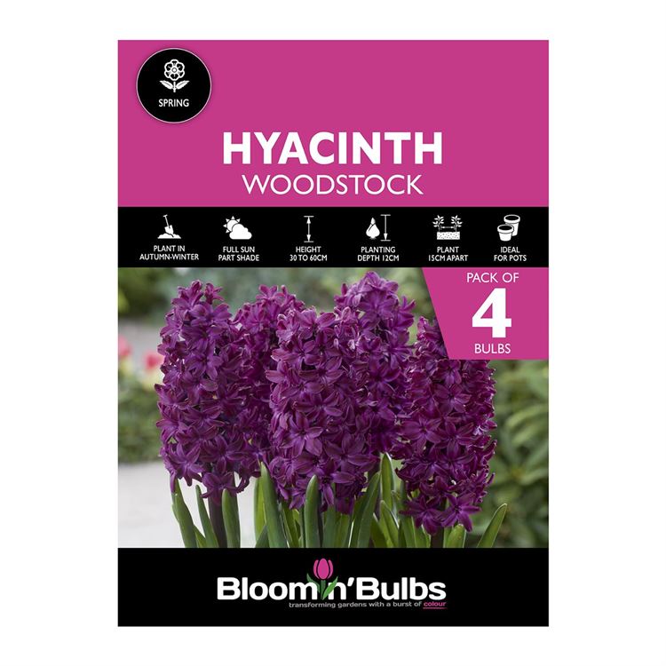 Picture of HYACINTH WOODSTOCK 4pk