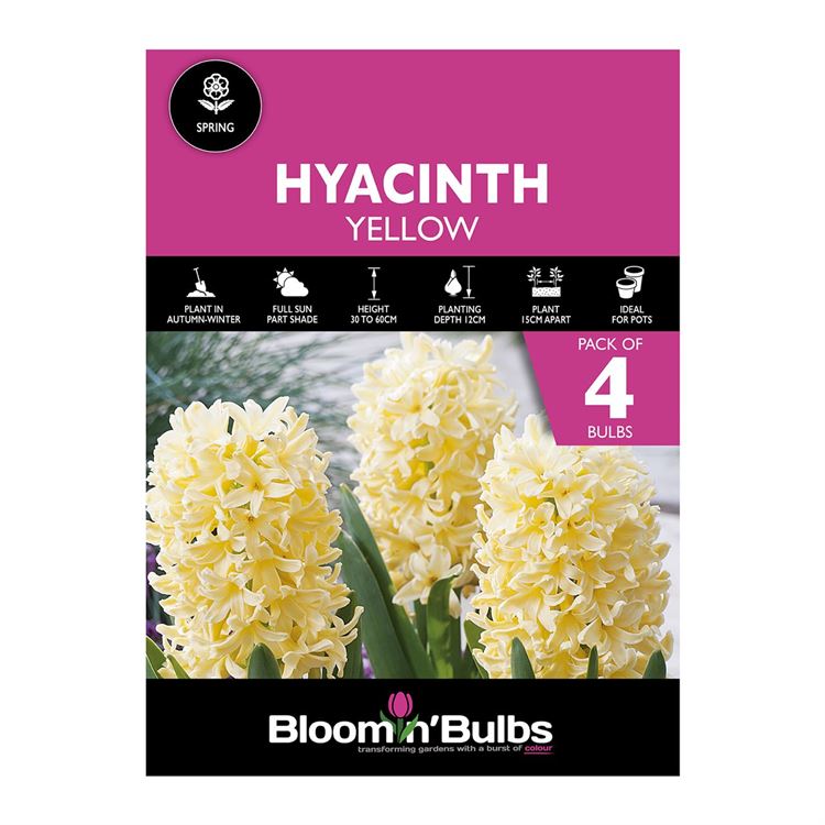 Picture of HYACINTH YELLOW 4pk