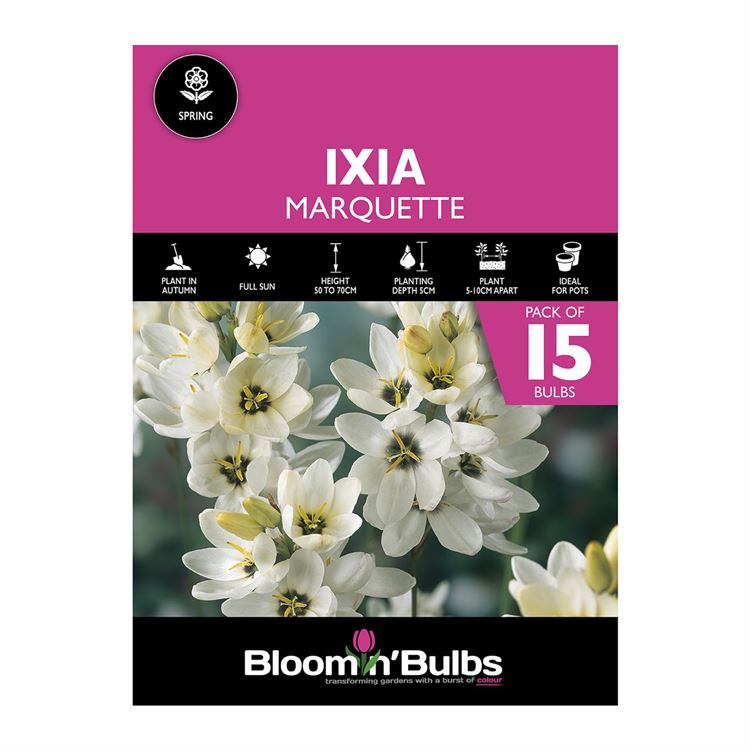 Picture of IXIA MARQUETTE 15pk