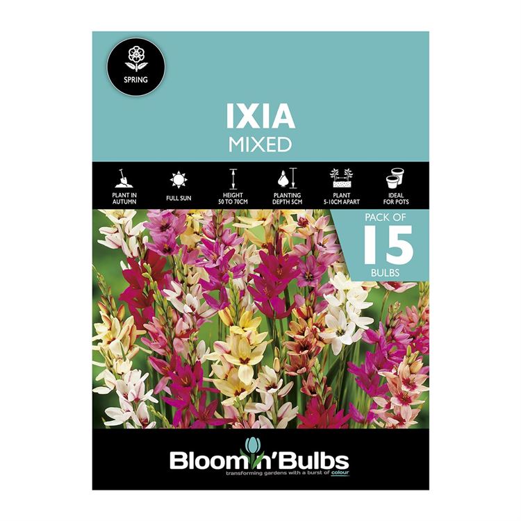 Picture of IXIA MIXED 15pk