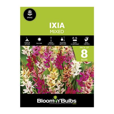 Picture of IXIA MIXED 8PK