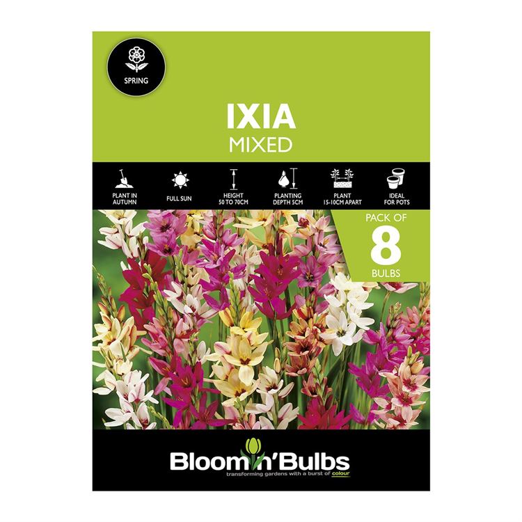 Picture of IXIA MIXED 8PK