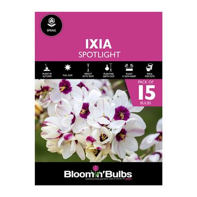 Picture of IXIA SPOTLIGHT 15pk