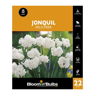 Picture of JONQUIL ERLICHEER 22PK