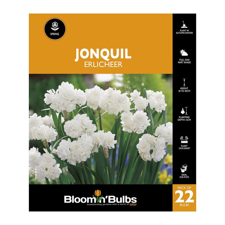 Picture of JONQUIL ERLICHEER 22PK