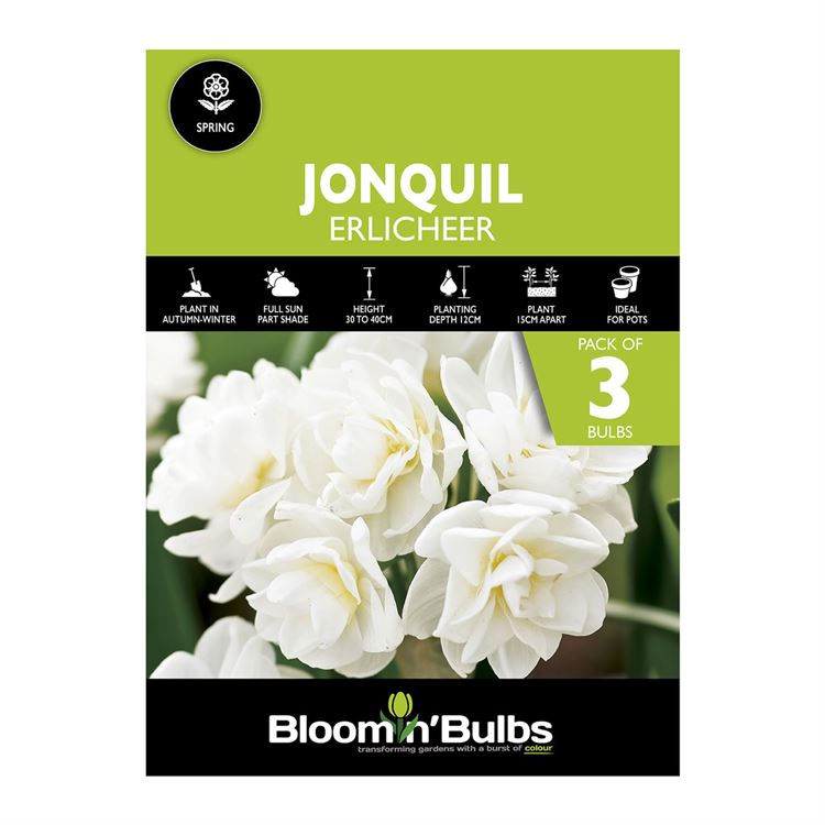Picture of JONQUIL ERLICHEER 3PK
