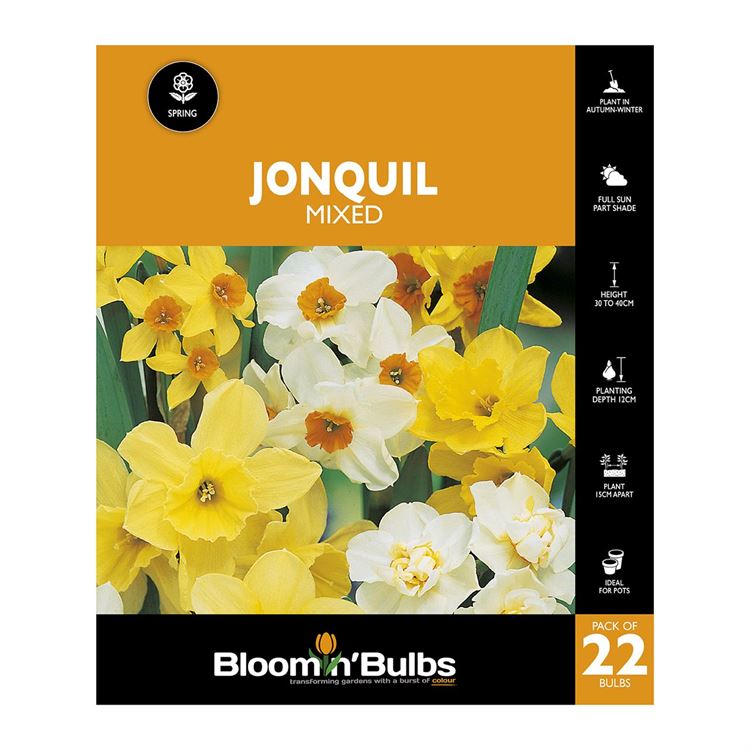 Picture of JONQUIL MIXED 22PK