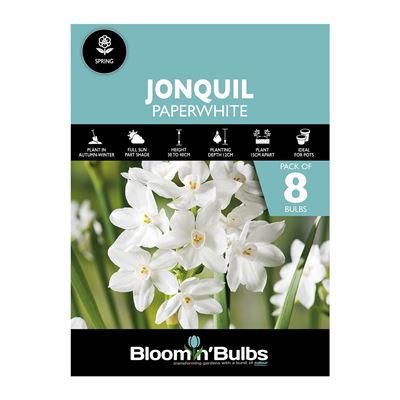 Picture of JONQUIL PAPERWHITE 8pk