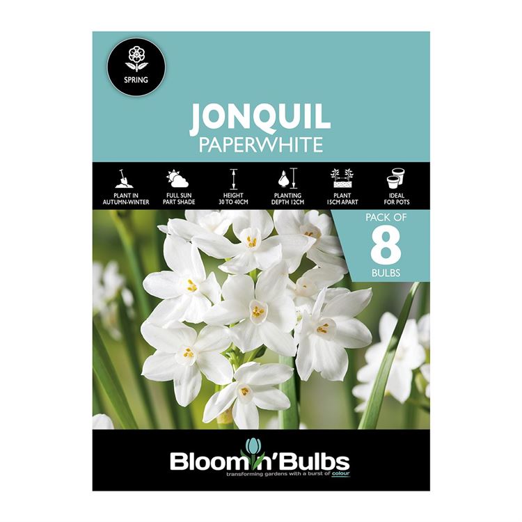 Picture of JONQUIL PAPERWHITE 8pk
