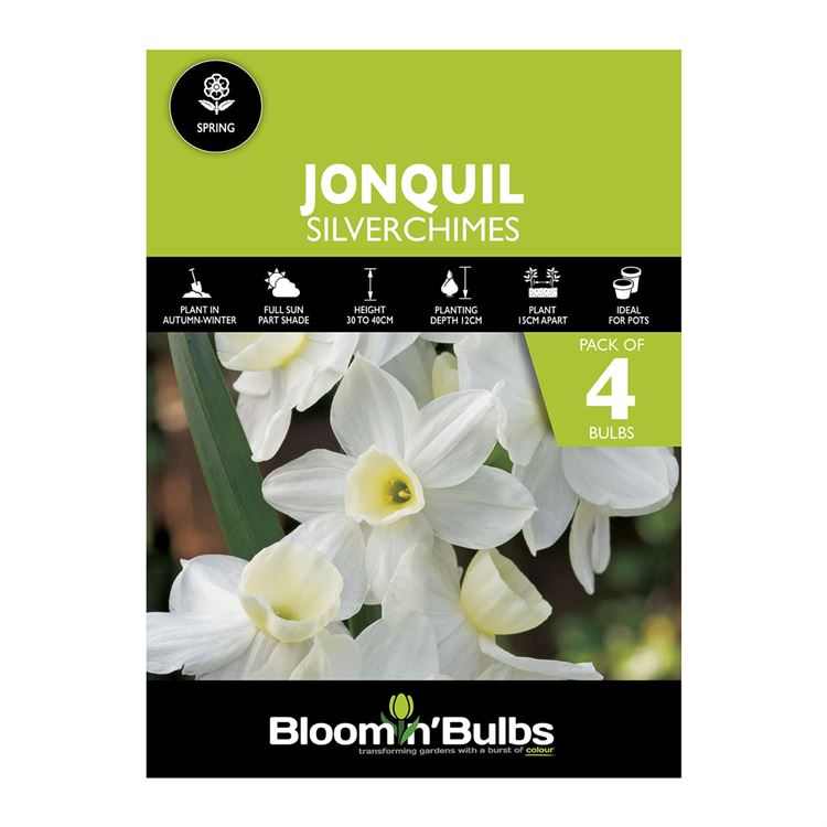 Picture of JONQUIL SILVERCHIMES 4PK